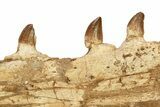 Mosasaur (Prognathodon?) Jaw with Seven Teeth - Morocco #270915-2
